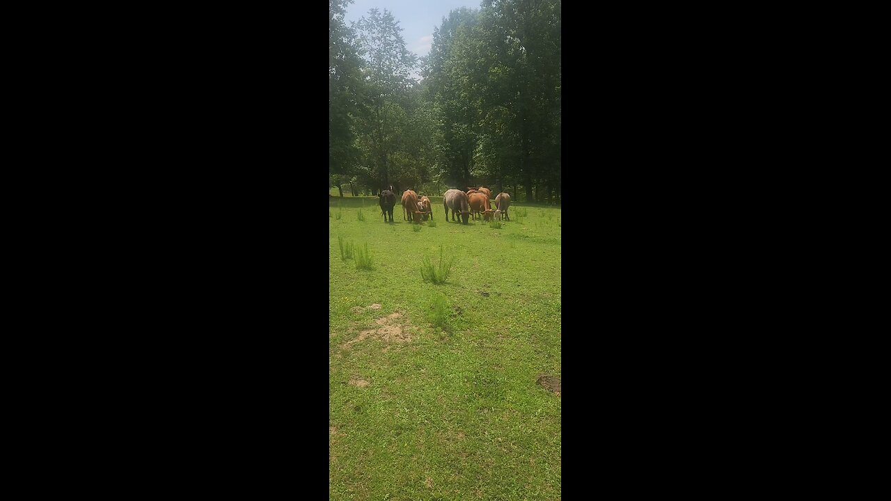 Cows and calves 2025.