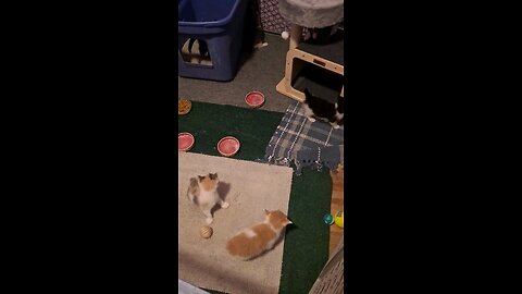 Kittens new kitten tree