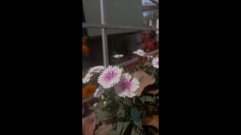 Beautiful Flowers
