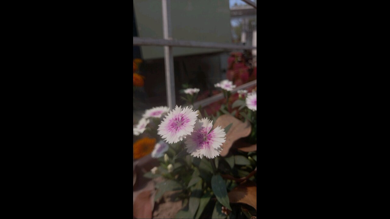 Beautiful Flowers