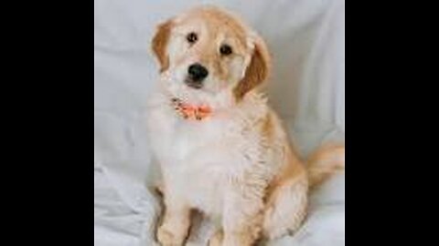 amazing dog