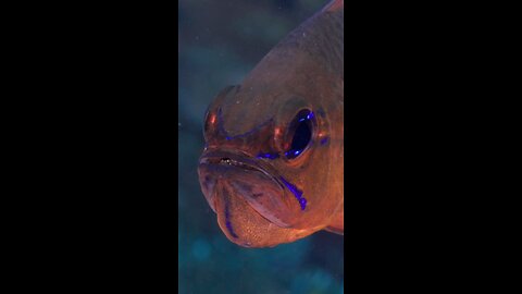 amazing fish