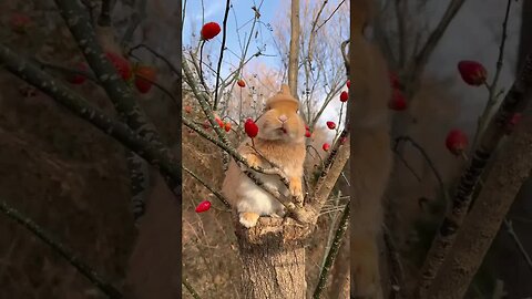 Chubby bunny eating raspberries Cute pet debut plan Rabbit Rural cute pet