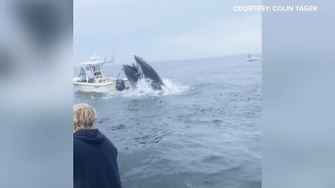 attack of whale to boat