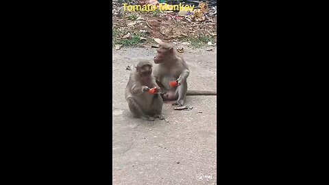 monkey