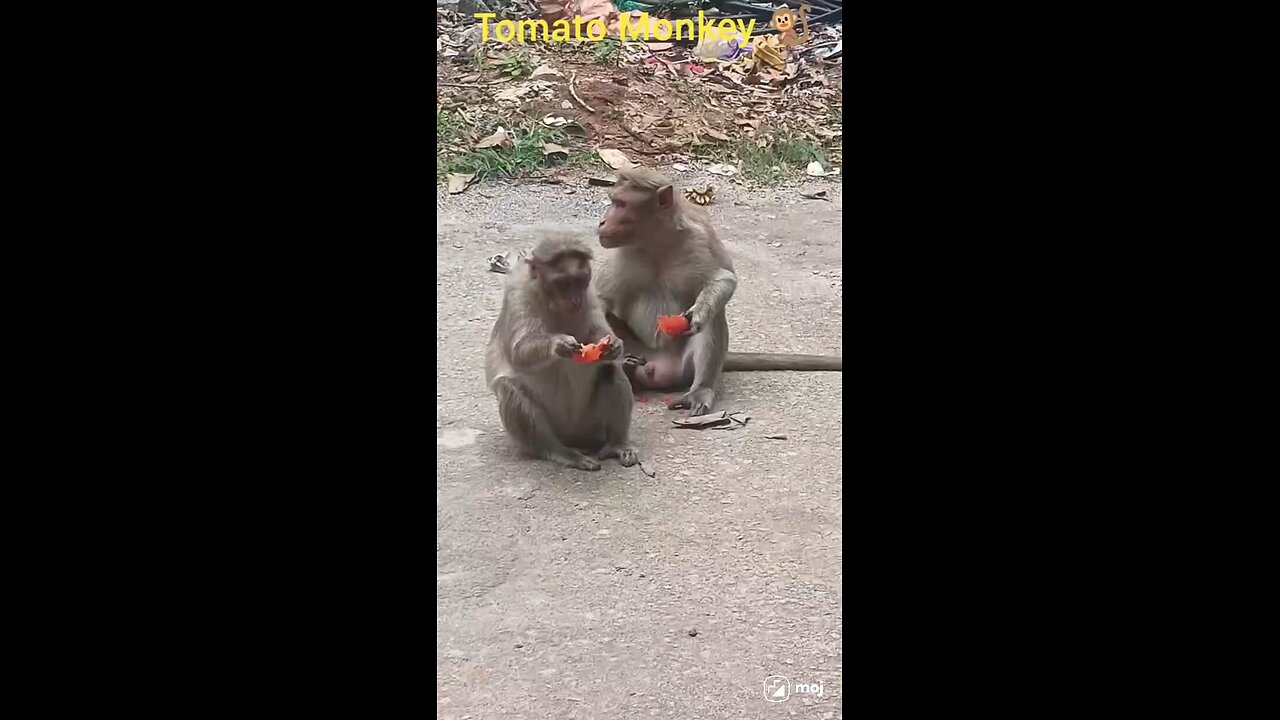 monkey