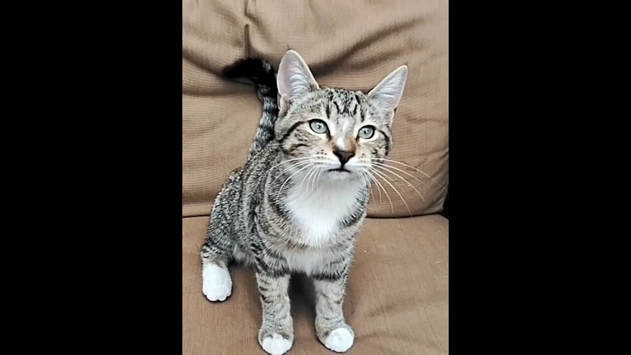 kitty