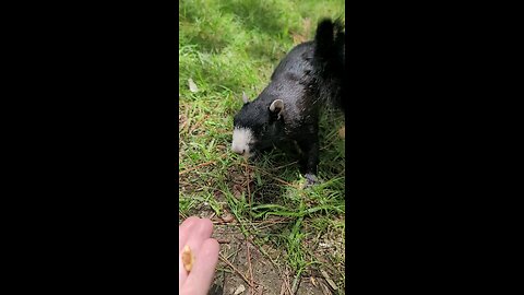 squirrel power