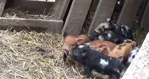 (extended version) helping my friends on there homestead
