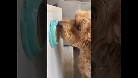 to feed #maltipoo #maltipoolife #doglover #dogsofyoutube #maltipoodog #cani