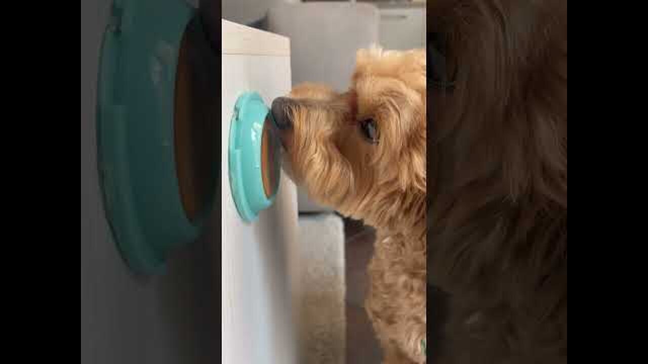 to feed #maltipoo #maltipoolife #doglover #dogsofyoutube #maltipoodog #cani