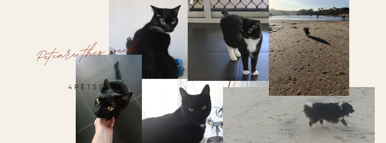 Pet Care πΎππ± This week come along with us π€