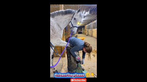 "Girl Calmly Puts Horseshoe on a Gentle Horse | Satisfying Farrier Moment!"