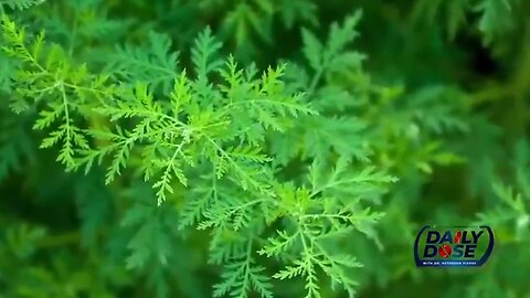"Dr. Peterson Pierre Reveals: Sweet Wormwood Matches Ivermectin for Healthcare Benefits"