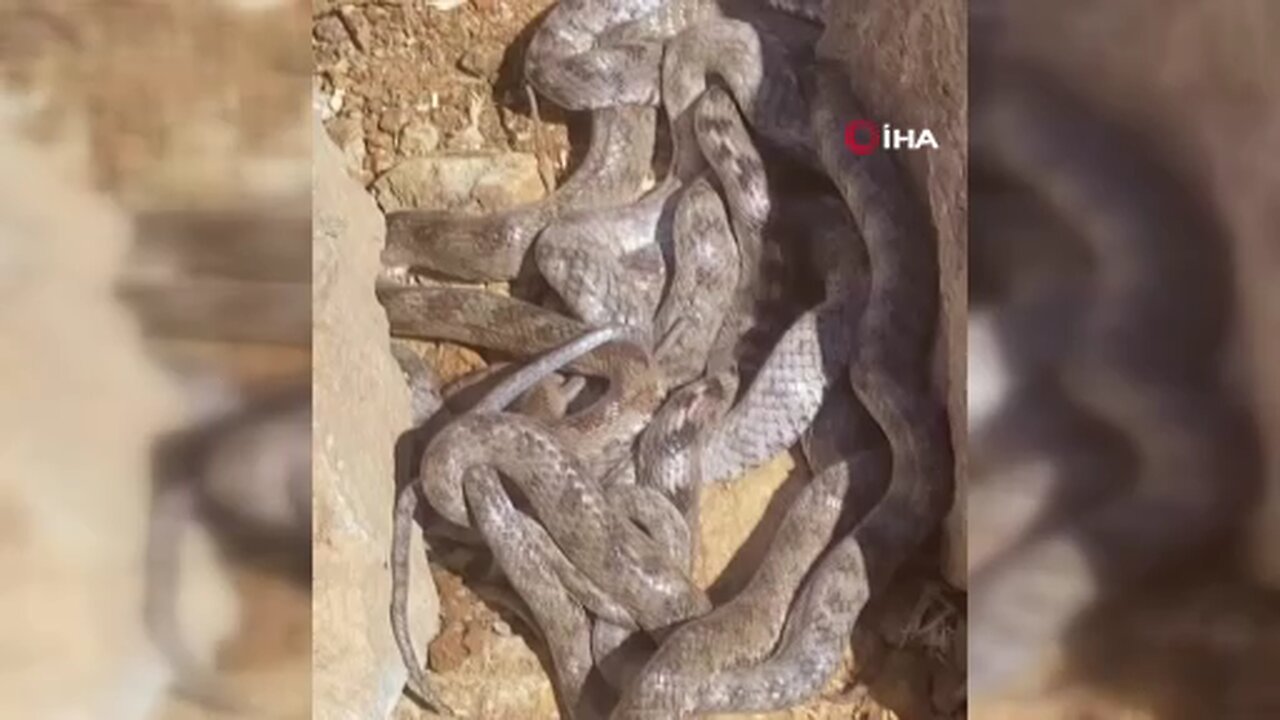 Tunceli’de yumak halinde görüntülenen yılanlar şaşırttı