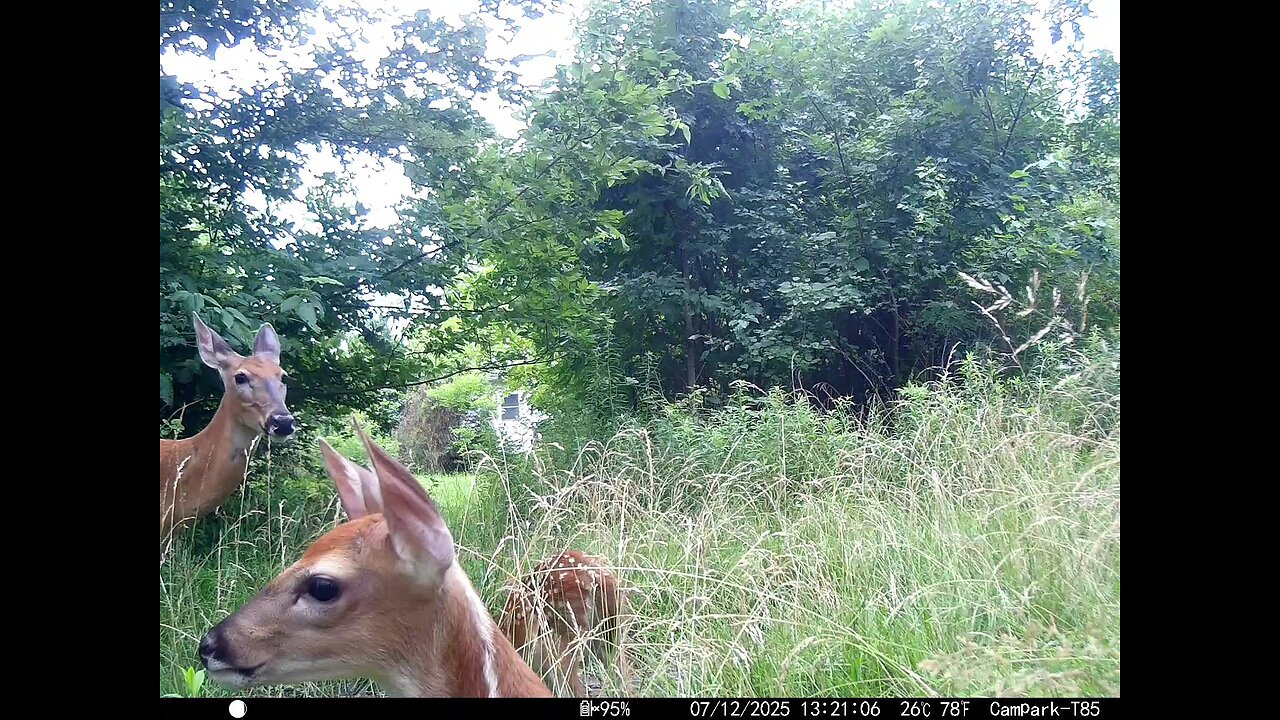 Deer Cam 07-12-2025 Doe And Fawns. Game Cam Trail Cam