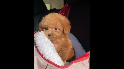 These innocent eyes 😇