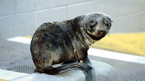 So, A Seal Walks Into A Bar…
