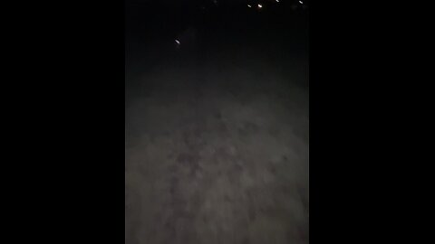 Dog Video