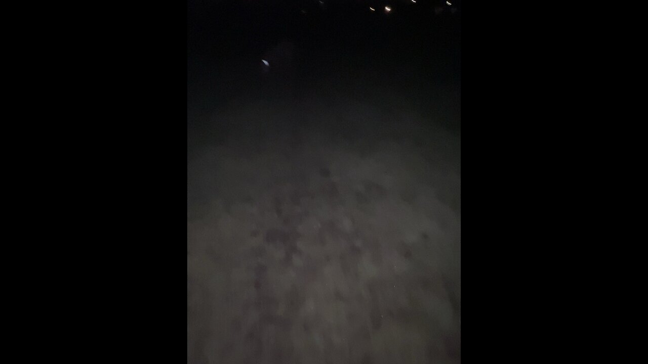 Dog Video