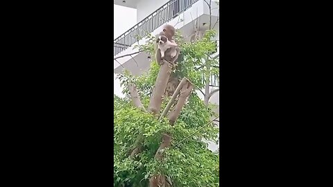 funny shorts viral video