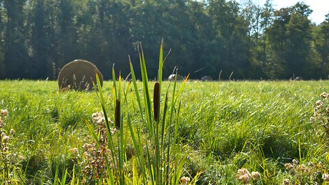 Peaceful Meadow Meditation - Sunlight, Birds, and Nature Sounds for Relaxation