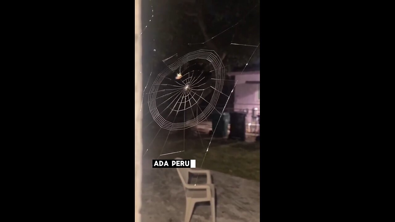 Terbongkar! Laba-Laba Bukan Hewan Berotak, Ia Hanya Robot yang Dipandu!