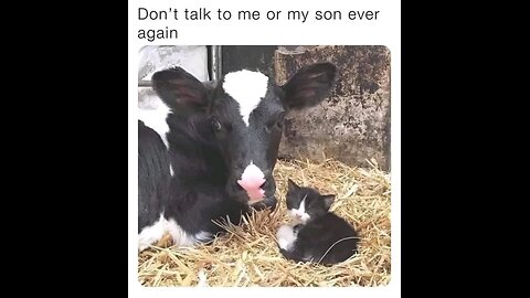 “When Life Gives You Funny Mood | Ultimate Meme Shorts” #FunnyMemes #MemeShorts #ViralVideo