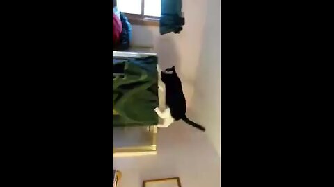 Izzy exploring the top of the shower in my parents downstairs bathroom. (my dad sent me the video)