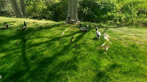 Murray Park duck action