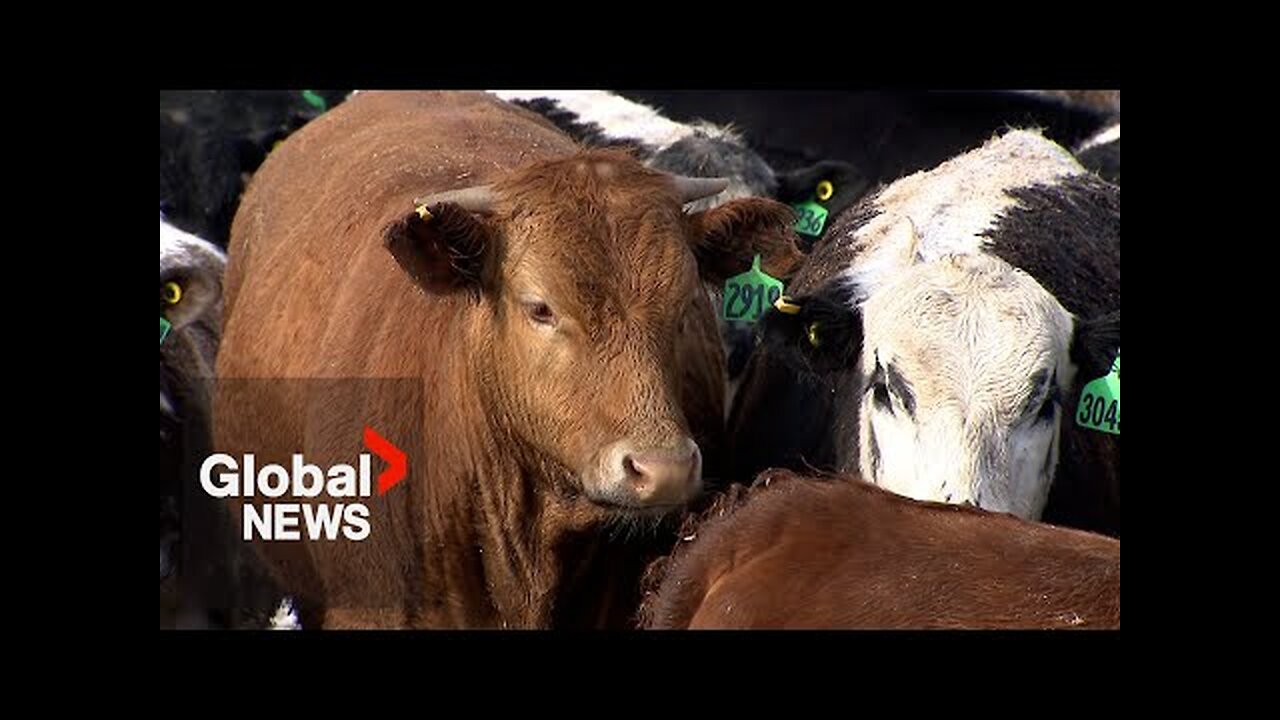 What if Trump targets Canada's beef industry with tariffs? today news updates