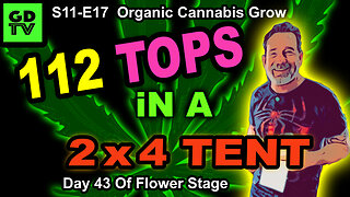 S11-E17 - Day 43 of Flower - Cannabis Grow – Quebec Black Bud, Frosted Gelatto, Runtz, & Biscotti
