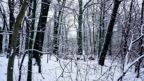 Enchanting Winter Forest ❄️ Snowy Woods & Soothing Birdsong | Relaxing Nature Sounds