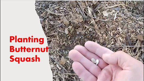 Planting Butternut Squash