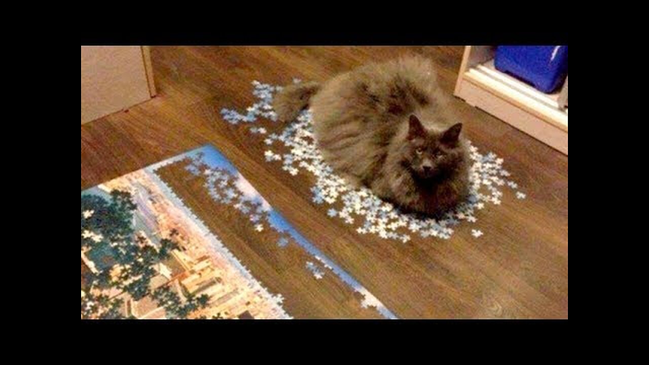 CRY from LAUGHING TOO HARD right NOW! - FUNNIEST ANIMAL VIDEOS 2019