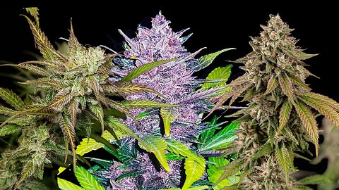 Exotic high yielding cultivar r