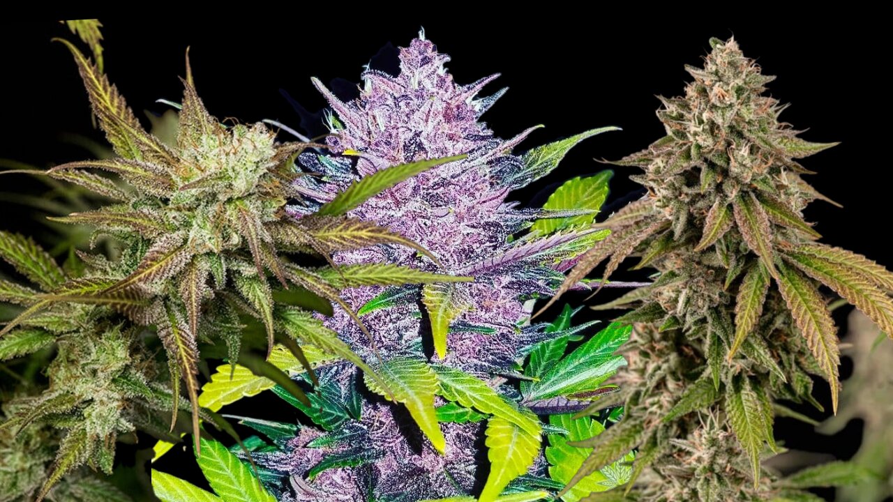 Exotic high yielding cultivar r