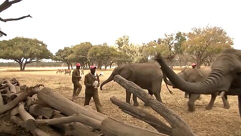 Zimbabwe nursery rewild orphaned elephants