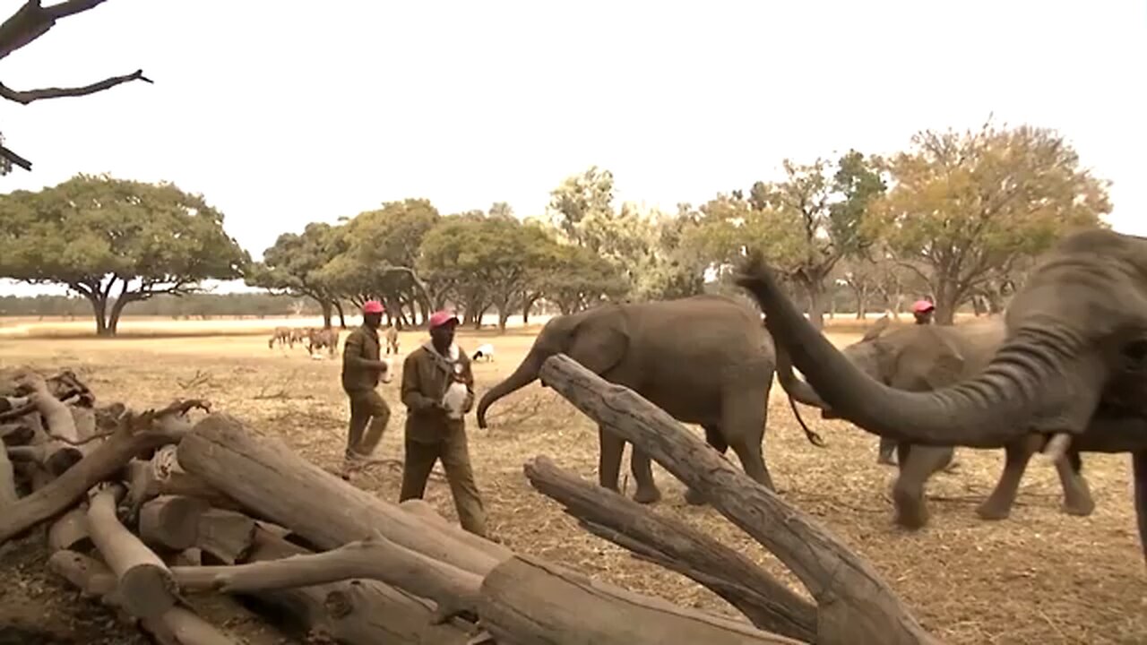 Zimbabwe nursery rewild orphaned elephants