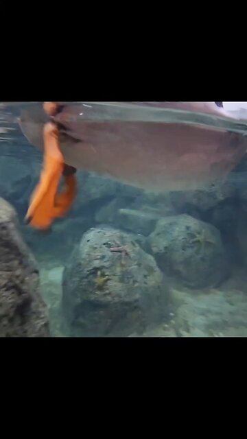 water friends of the Cincinnati zoo