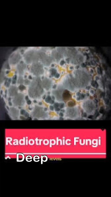 The Fungus That Feeds on Radiation.