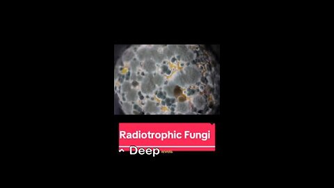 The Fungus That Feeds on Radiation.