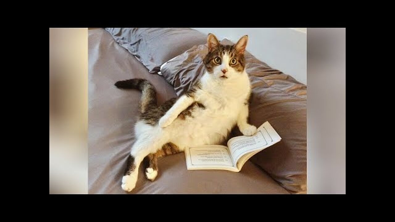 LAUGH AND FORGET ABOUT QUARANTINE! - The FUNNIEST CATS 😺