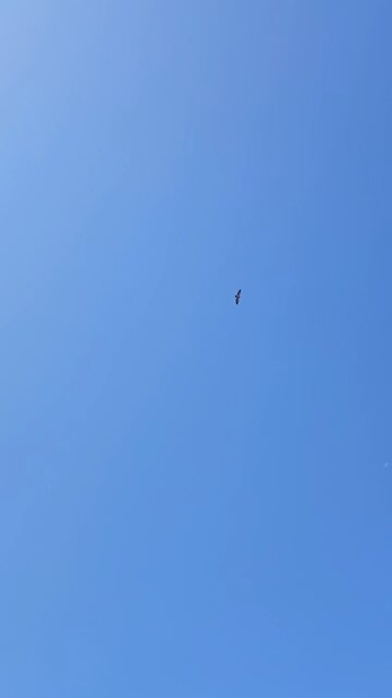 A Hawk Circles Overhead