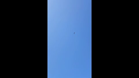 A Hawk Circles Overhead