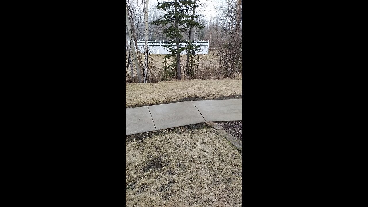 Wasilla Spring 4/9/2025 Spring or What?