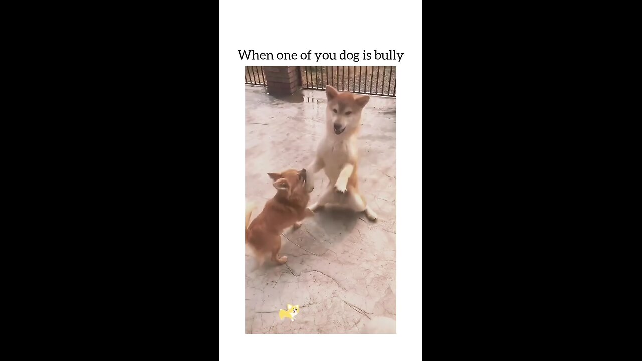 When your one dog is bully me 😂😂