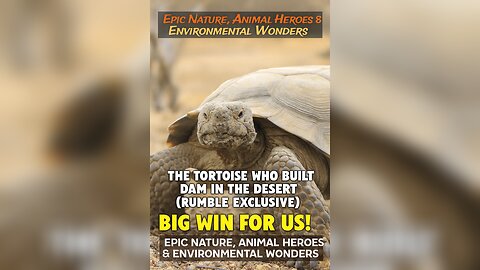 The Tortoise Who Built a Dam in the Desert (Rumble Exclusive)