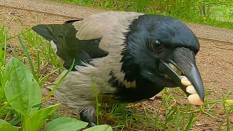 Hand Feeding Greedy Hooded Crow. There Aren't Enough Peanuts in the World