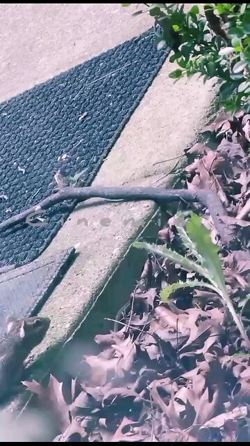 NEWSMAX2 LIVE | Real News for Real People? Too funny!How cute is that.. | Please Follow me